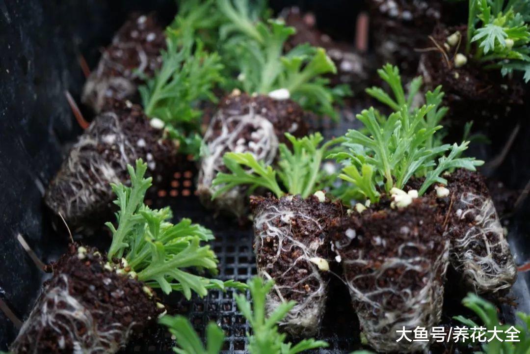 就这么一掐一插, 养花1盆变10盆, 阳台变成大花园!