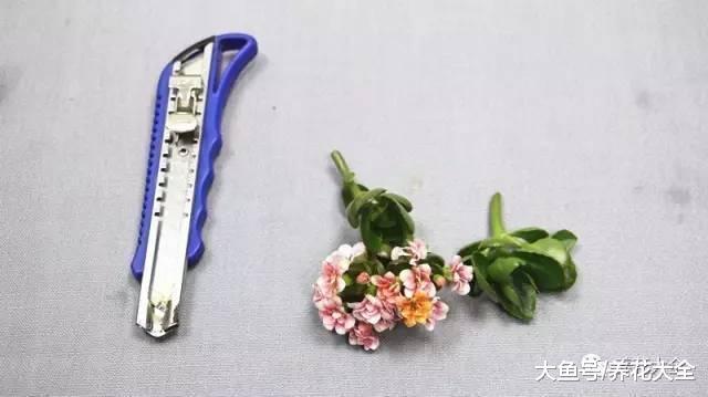 长寿三角梅剪1刀, 爆盆到叶子都看不见, 咋做的?