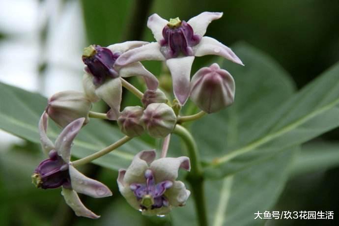 植物的奥秘走近“石油”植物之谜
