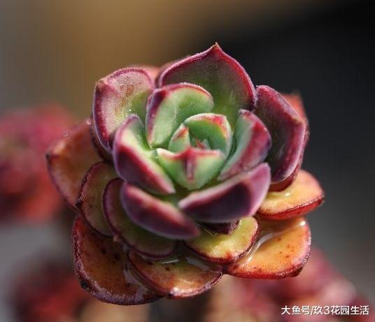 家居养花之多肉植物——丹尼尔