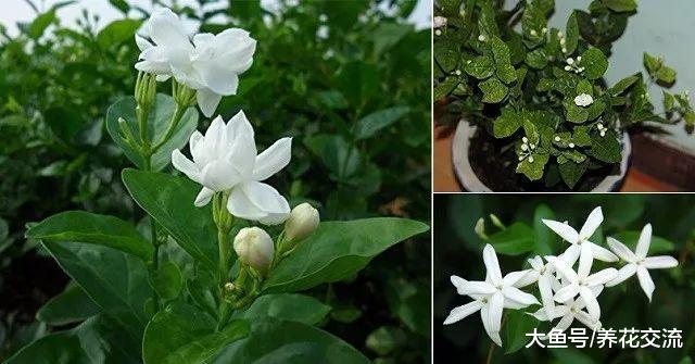 这5种植物特别适合种在卧室里, 帮助你提高睡眠的质量