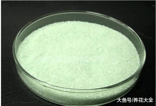 水培瓶里放铁钉, 富贵竹再也不黄叶! 一年都油油!