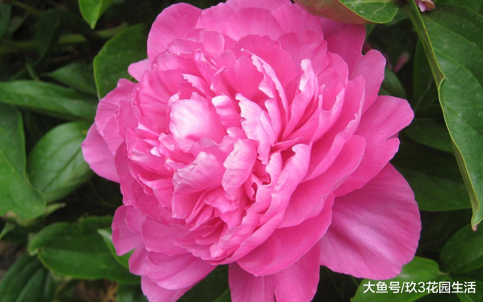 家居养花之花中之相——芍药