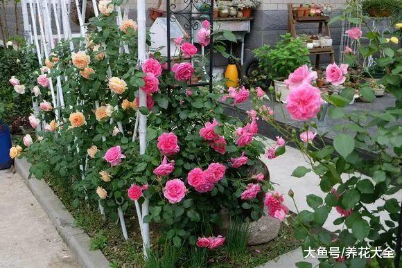 给花喷点它, 叶子绿得滴油, 花叽里咕噜开爆盆!