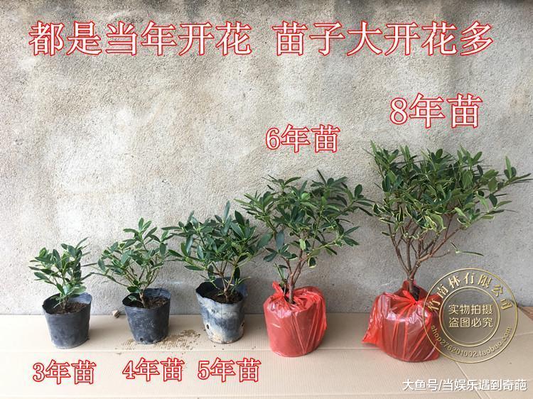 娱乐新闻网