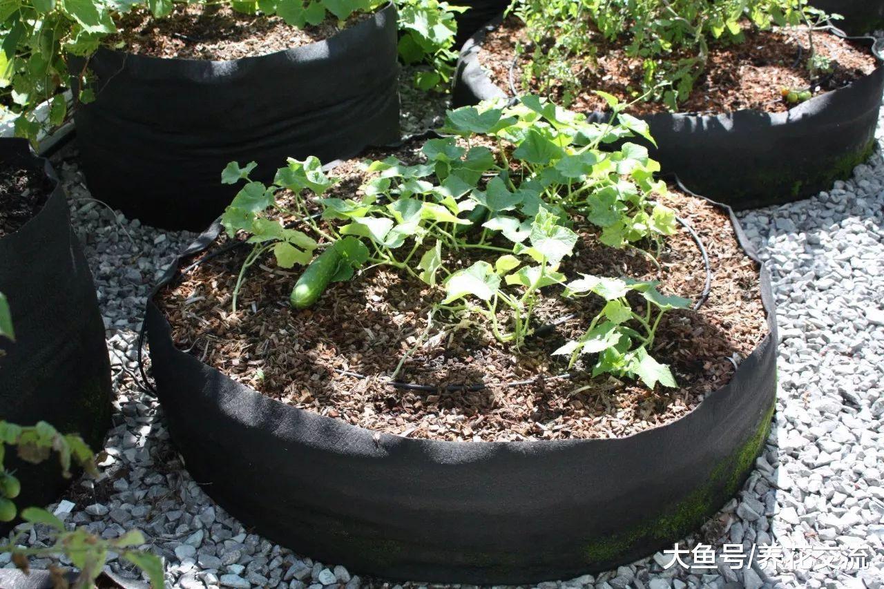黄瓜在阳台上搭设支架养护, 一年可以不断结果