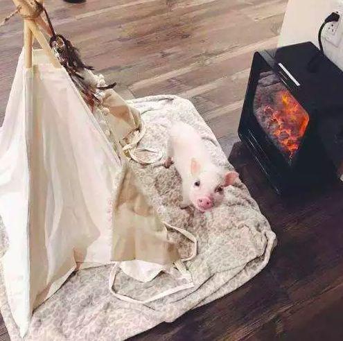 男子把宠物猪放在火炉旁取暖, 看着非常的可爱