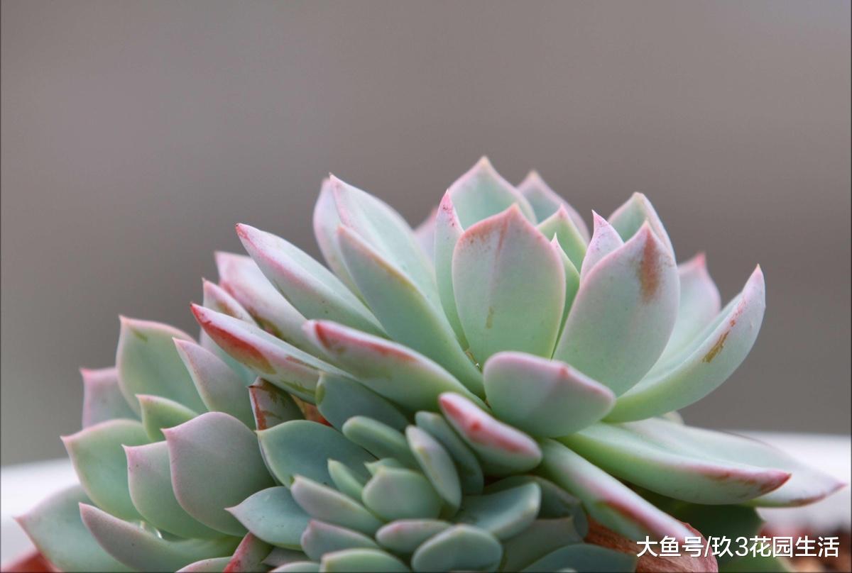 手把手踹你走近多肉植物的世界