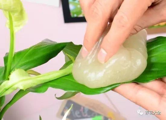 给花敷个啤酒面膜, 叶子3秒变亮