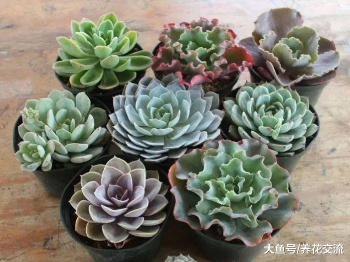 枯萎的石莲花多肉植物用这4个技巧就能救活, 养花新手要快点学好