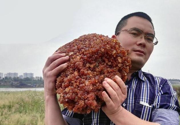 农村树上的这些宝贝, 千万不要扔, 你们村儿也一定有