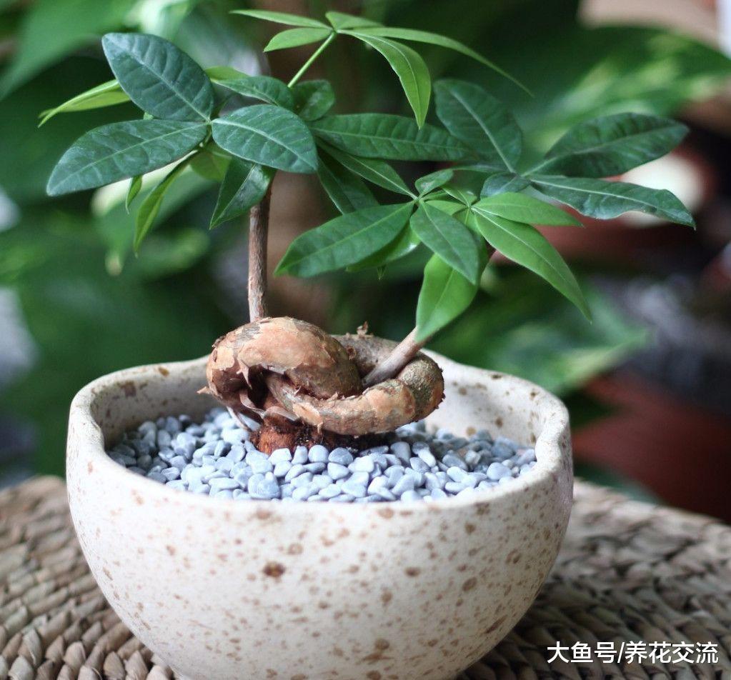 发财树这样养叶片常年都是翠绿的, 根茎还能长成辫子状