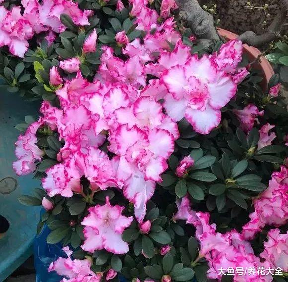 浇水时这么干, 轻松让花长得更茂盛