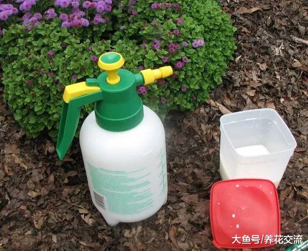过期的牛奶用来养花的8个作用, 杀菌除虫, 还能做肥料