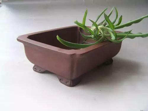 植物总是长不好吗? 都是花盆惹的祸!
