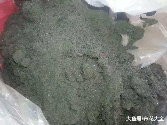 给花喷点它, 叶子绿得滴油, 花叽里咕噜开爆盆!