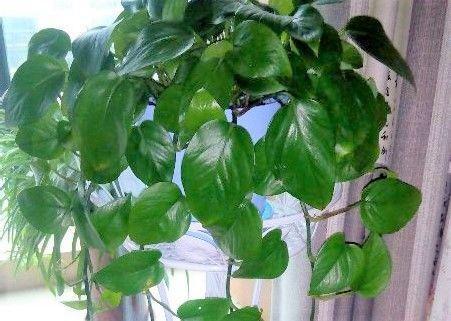 你的花一蔫就浇水, 难怪养1盆死1盆