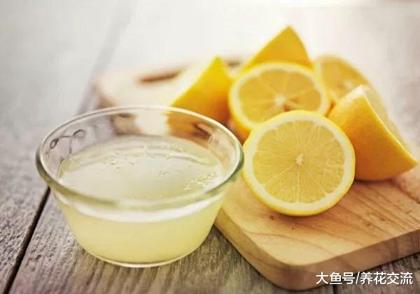 这16种方法都可以轻松赶走家里的蚂蚁, 避免花卉遭殃