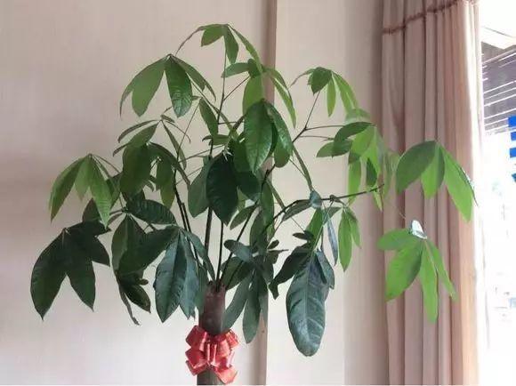 狠心剪掉发财茉莉这种枝, 来年一个劲冒花苞, 楼上邻居都来看!