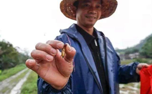 小时候玩腻的东西, 如今变身成城里人最爱, 千金难求!