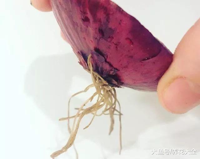 切掉的洋葱头不要扔, 一下变三颗乐坏你, 超级简单!