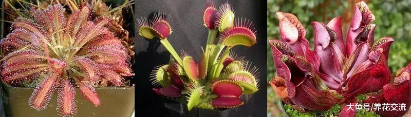 新手买这3种食虫植物就能轻松种活, 只需要掌握6个养护技巧