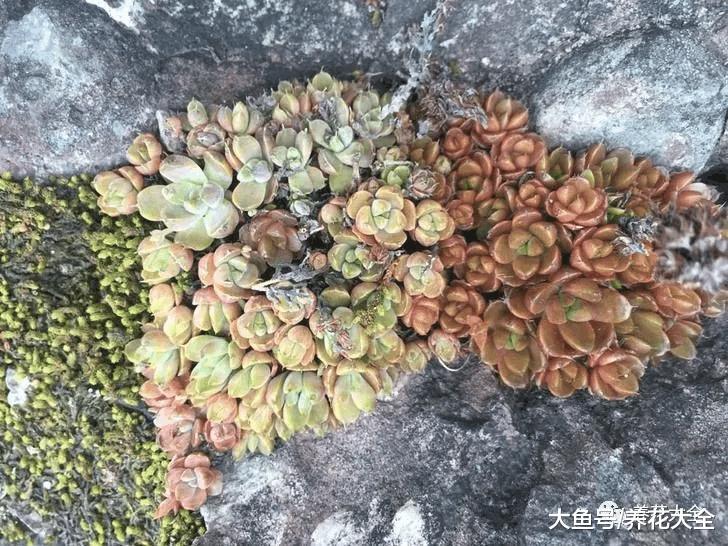 要想多肉长得好, 盆里加点料, 长的越来越萌!