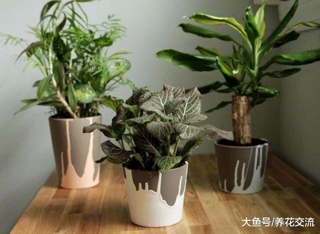 担心新房有有害污染气体, 可以养这几种绿植