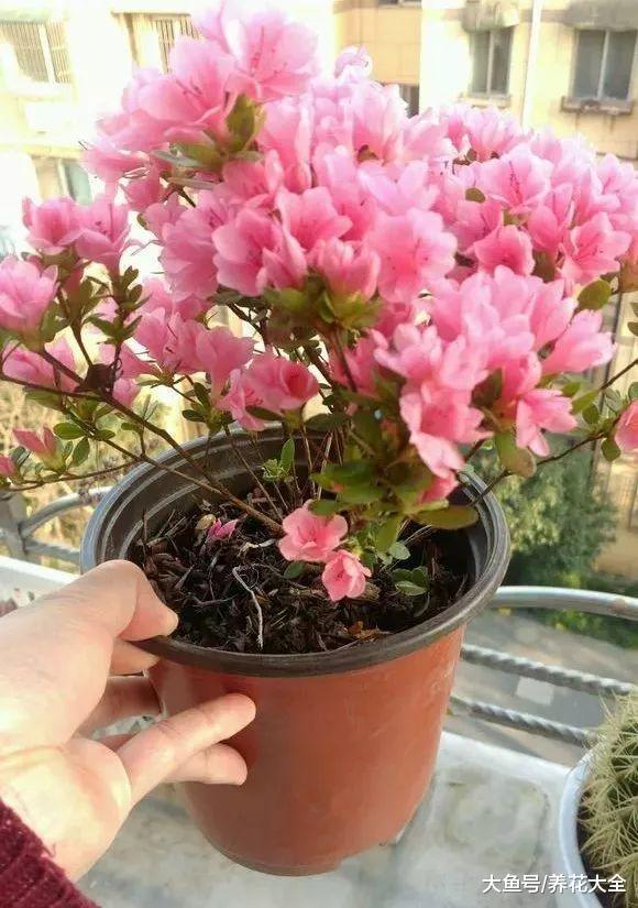 淘米水浇花别乱用, 否则跟毒药一样, 养1盆死1盆!