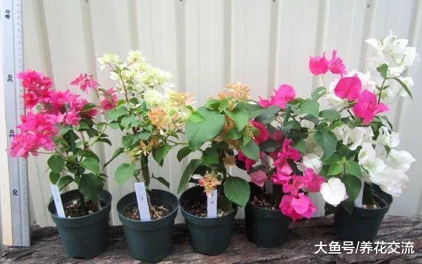 在家里养盆栽的三角梅做好这六点, 冬天也能继续开花, 四季花开