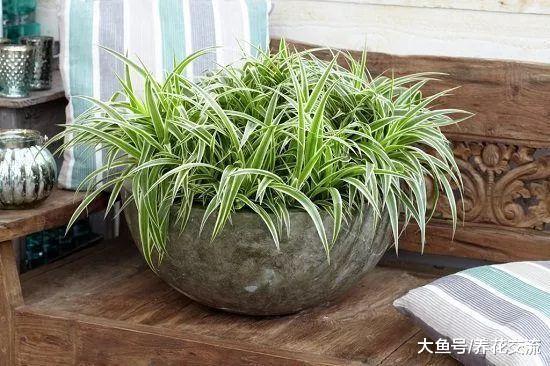 这10种植株小巧的盆栽花卉, 养桌面上就特别吸引目光