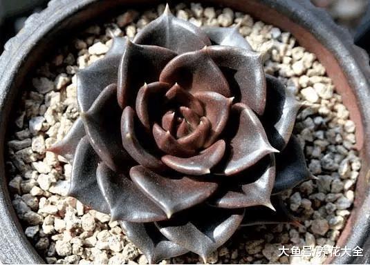 开春多肉乱浇水, 越浇死的越快, 看看你的方法对不对!