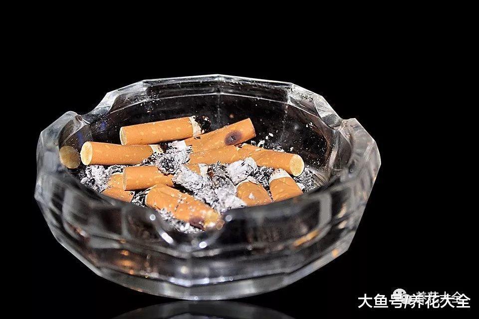 浇水时兑点料, 虫子全死光, 花越长越旺!