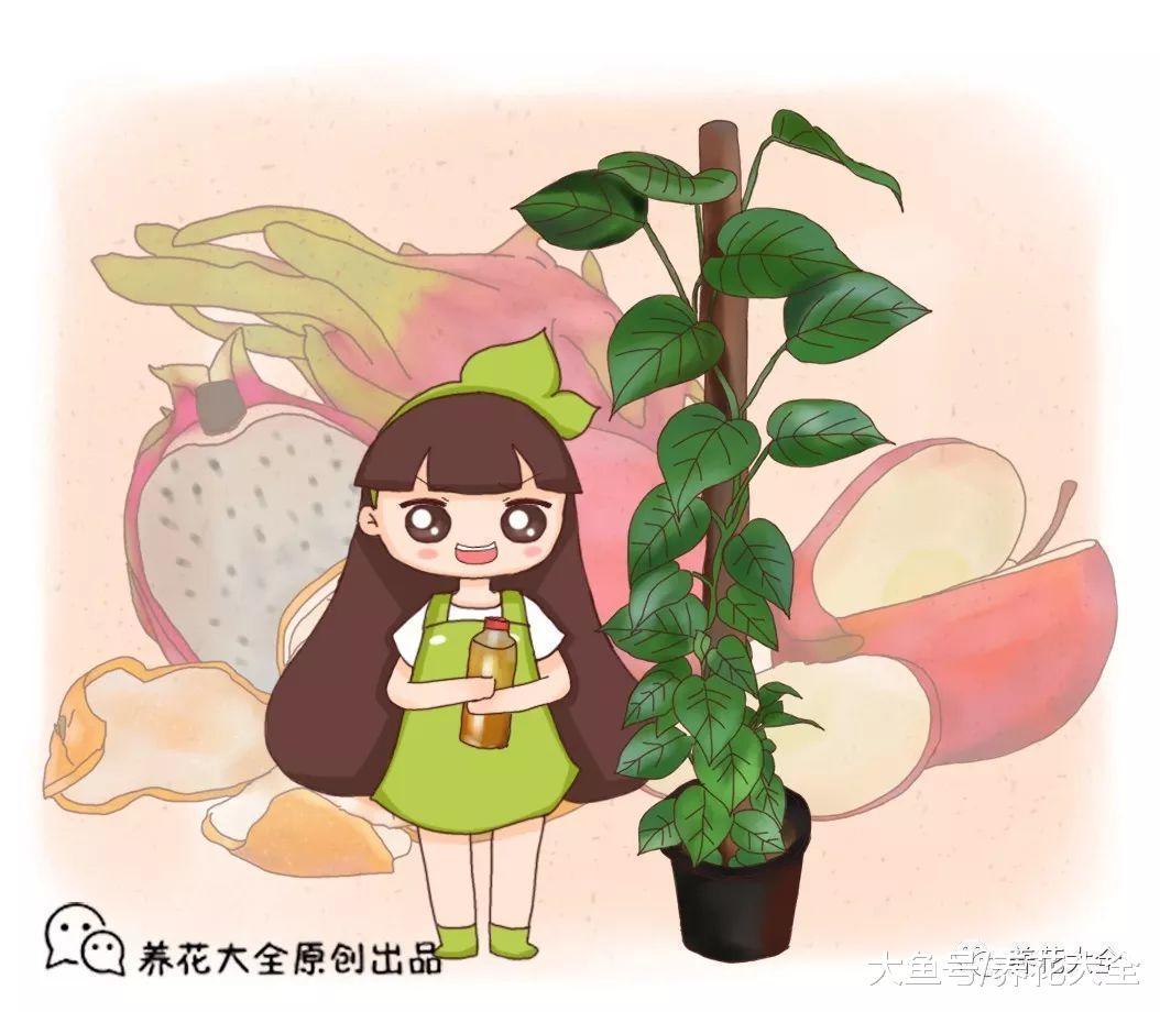 绿萝总黄叶, 自制“大酱”来伺候, 藤蔓疯长!