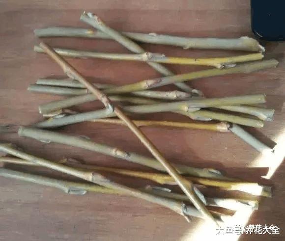 柳树枝, 松树皮都是养花的好材料, 盆底一放花嗷嗷长!