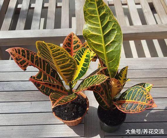 院子里彩虹一般的变叶木, 为什么人们再也不把它养在家里了?