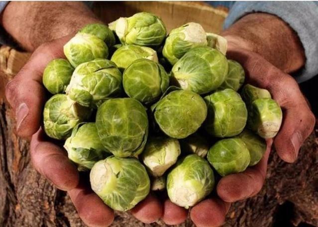 以前农村不起眼的野菜, 如今个个都是宝贝, 全吃过算你牛