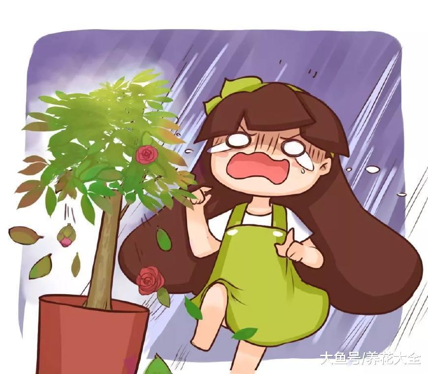 黄叶干枯, 莫名其妙花就死了, 那是因为你没发现这些问题!