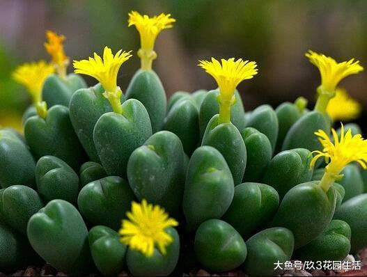 家居养花之多肉植物——少将