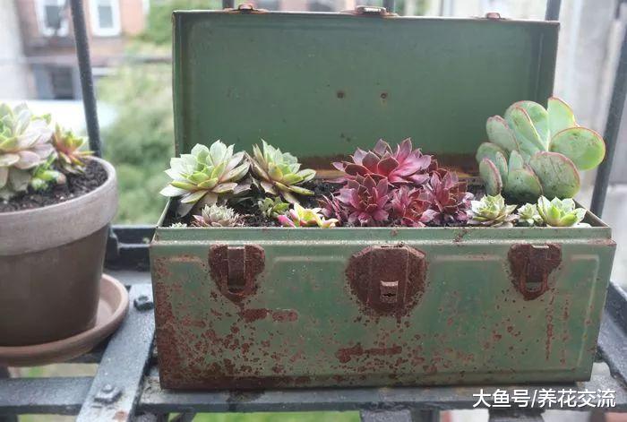 15个多肉植物室内、室外创意, 养出不同规模的多肉小花园