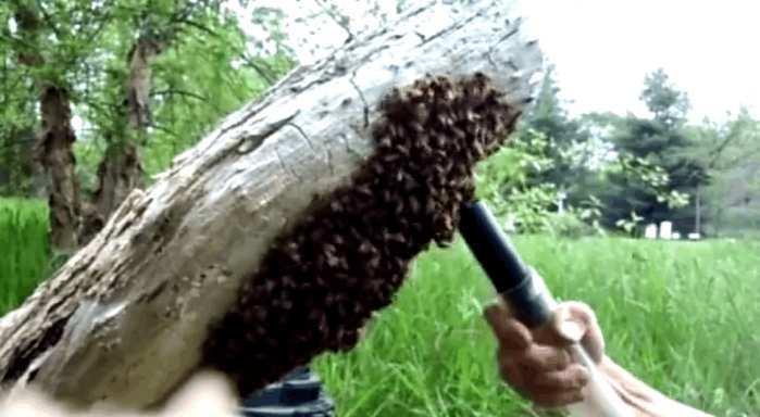男子居然用这种家庭用品清理蜂群