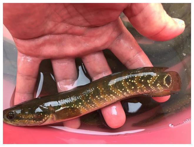 回农村小溪里钓的这种鱼, 城里一斤卖上百元, 看看你认识吗