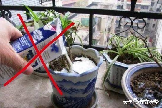 给花浇点废水, 不用施肥也呼呼长, 现在才知道!