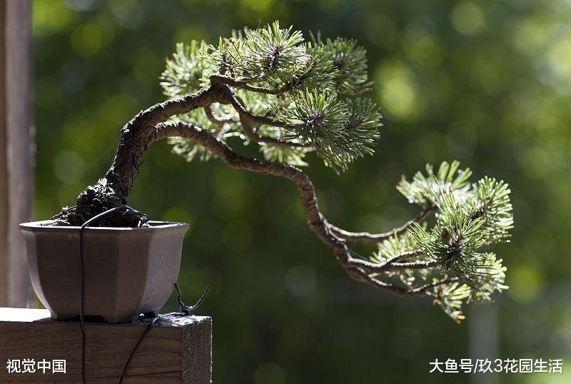 家居养花保持盆景造型的3个小技巧