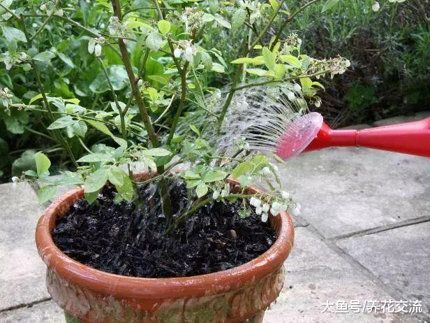 在家里用花盆养蓝莓用这6种技巧, 年年都有吃不完的果子