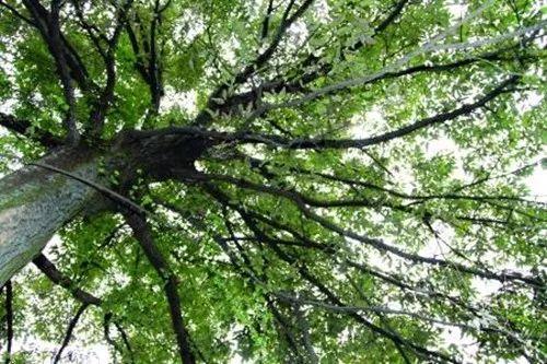 这些植物不仅是赏心悦目, 还能作为自然的天气预报, 涨姿势了!