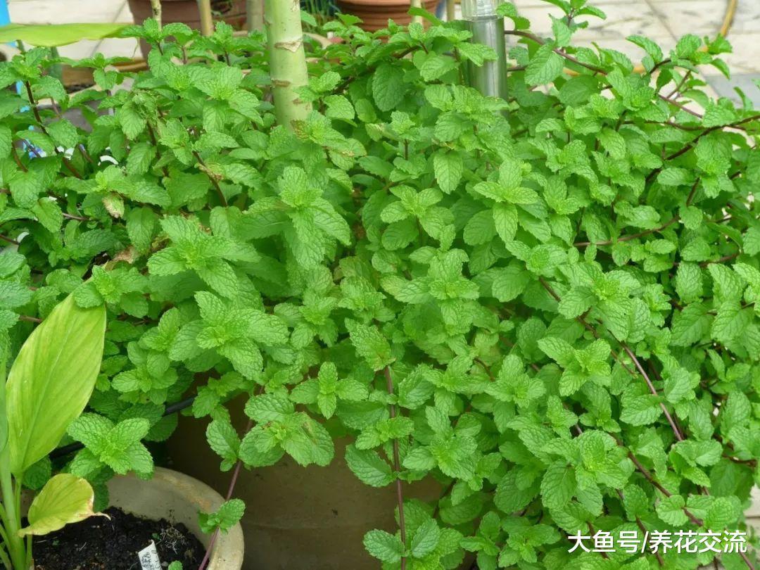 薄荷对人体的10大益处, 厨房、阳台都想要种上一盆