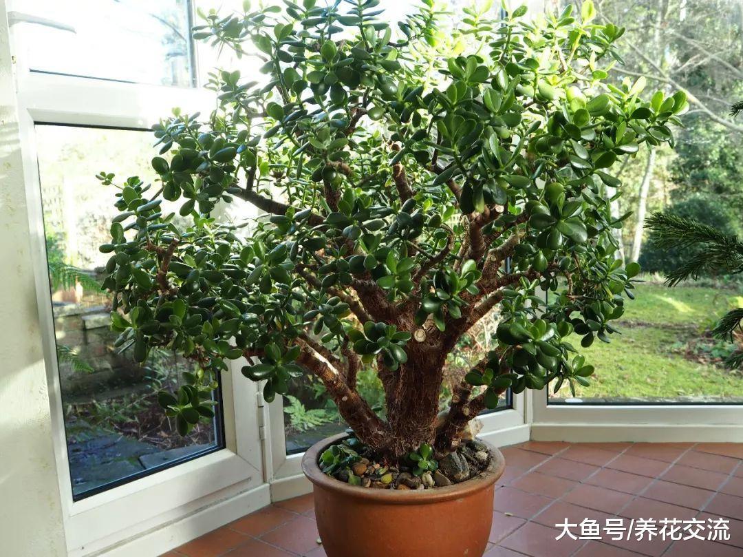 养室内我最喜爱的多肉植物, 将玉树养成两三米高的大树