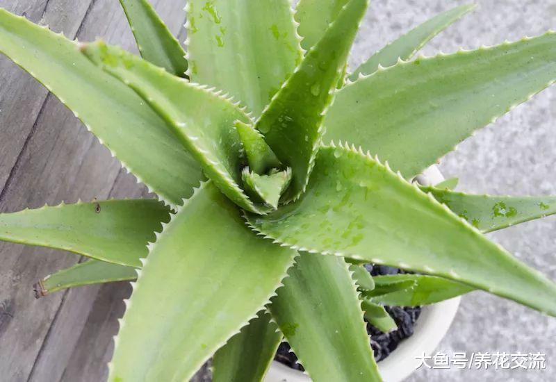 适合养在家里的几种多肉植物, 10天半个月不浇水完全没问题