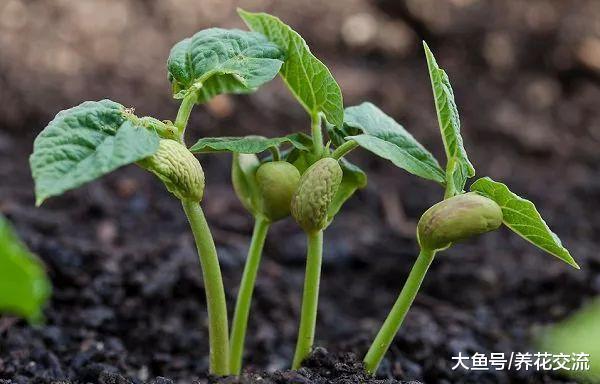 想要在院子里种菜, 做好这11点就能四季吃到有机蔬菜